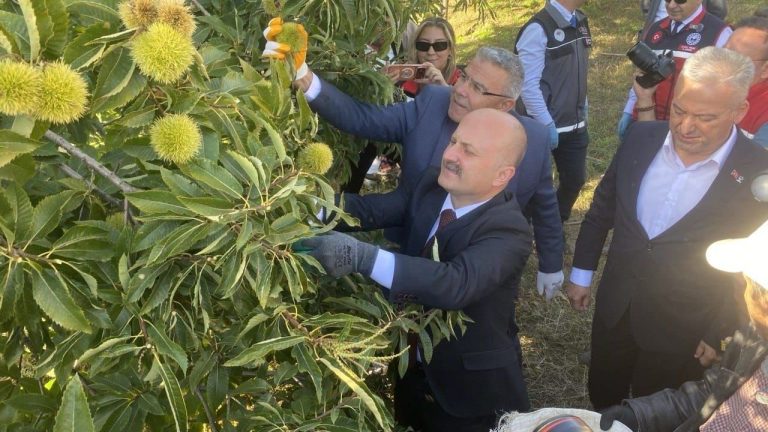 Vali Varol 'Aydın Kestanesi' hasadına katıldı