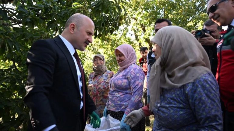 Vali Varol, kestane hasadına katıldı