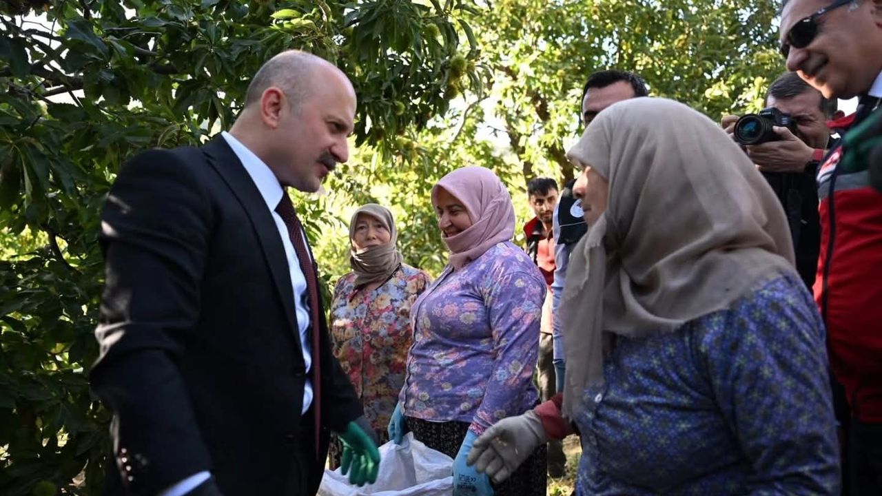Vali Varol, kestane hasadına katıldı
