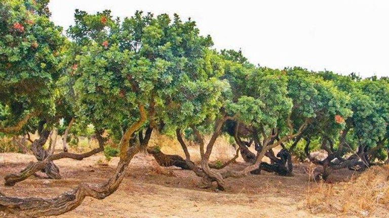 Ege'nin altın değerindeki ürünü! Kilosu 50 bin liradan satılıyor