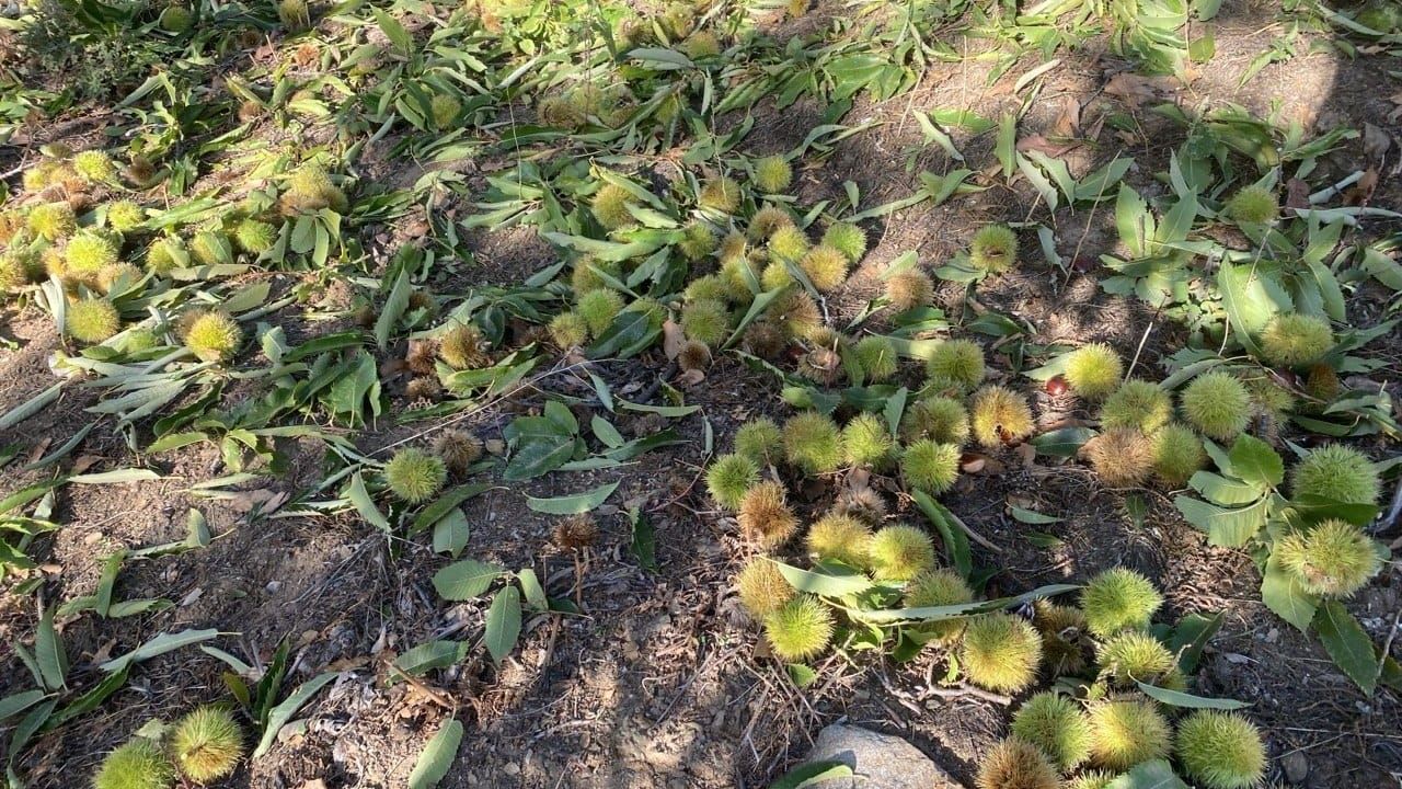 Aydın'da hasat sezonu kestane üreticisinin yüzünü güldürdü