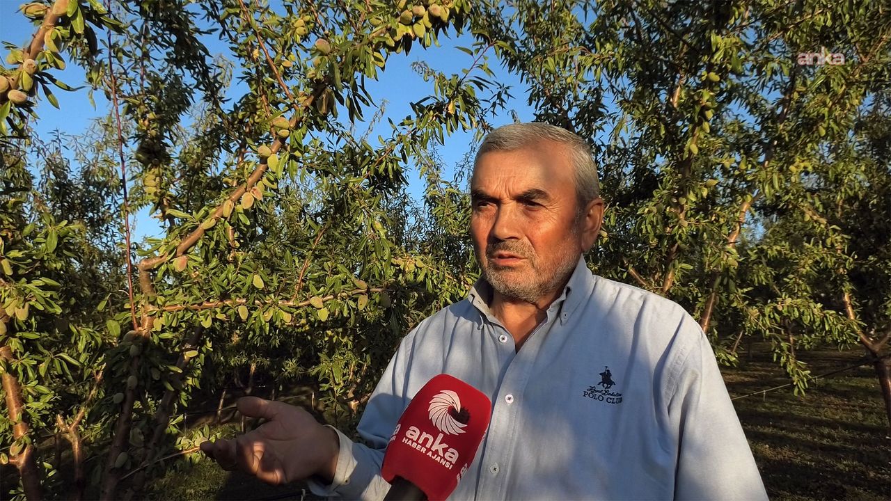 Gurbette kazandığıyla memleketini badem ağacıyla yeşertti