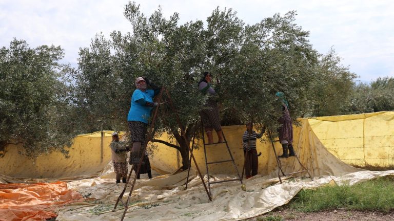 Aydın'da zeytin hasadı başladı
