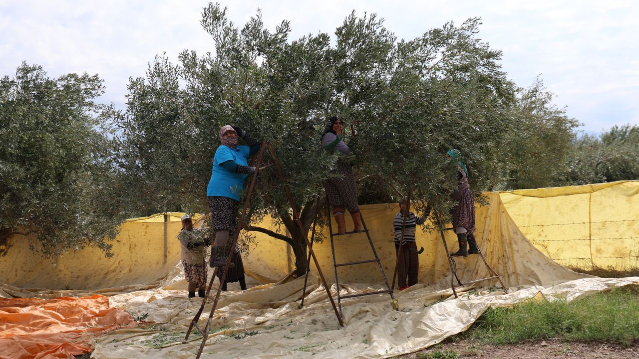 Aydın'da zeytin hasadı başladı