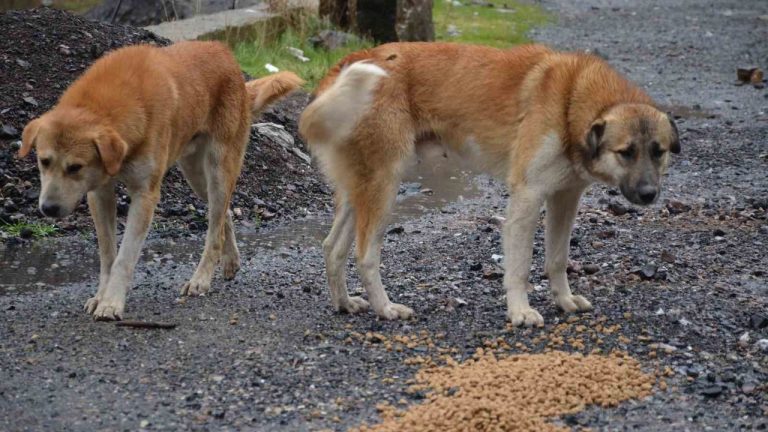 Aydın’daki sahipsiz köpeklerin toplanma çalışmaları tamamlandı! Bakan Çiftçi oranı açıkladı