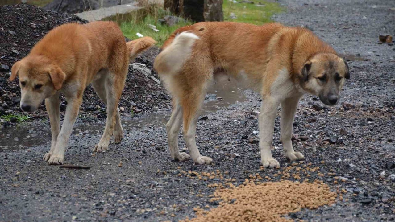 Aydın’daki sahipsiz köpeklerin toplanma çalışmaları tamamlandı! Bakan Çiftçi oranı açıkladı