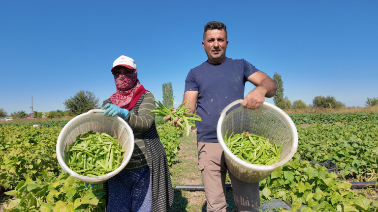Iğdır’da ikinci ve üçüncü ürün hasadı sürüyor