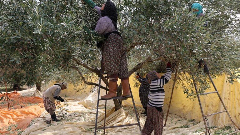 Aydın’da günlük 1000 liraya zeytin topluyorlar