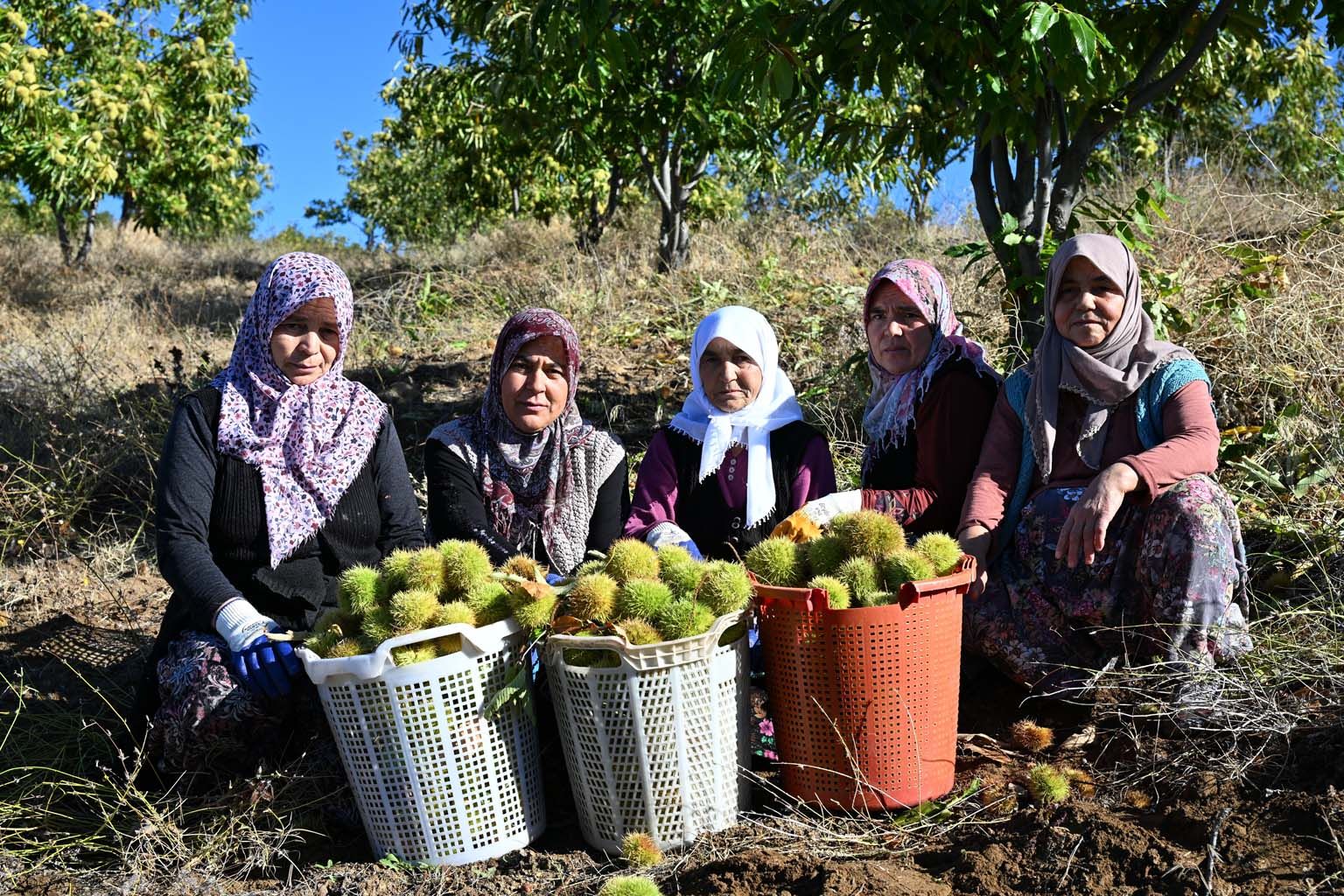 Kestanede hasat başladı, fiyat belli oldu