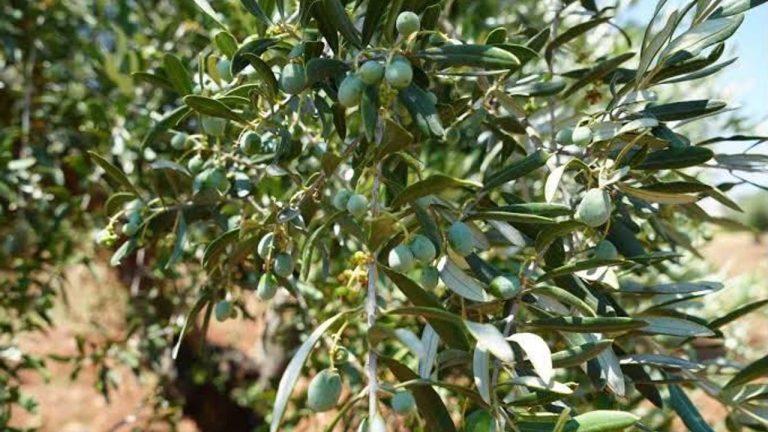 Aydınlı zeytin üreticisinden tağşiş isyanı: “Sahtekarlara hapis cezası verilsin!”