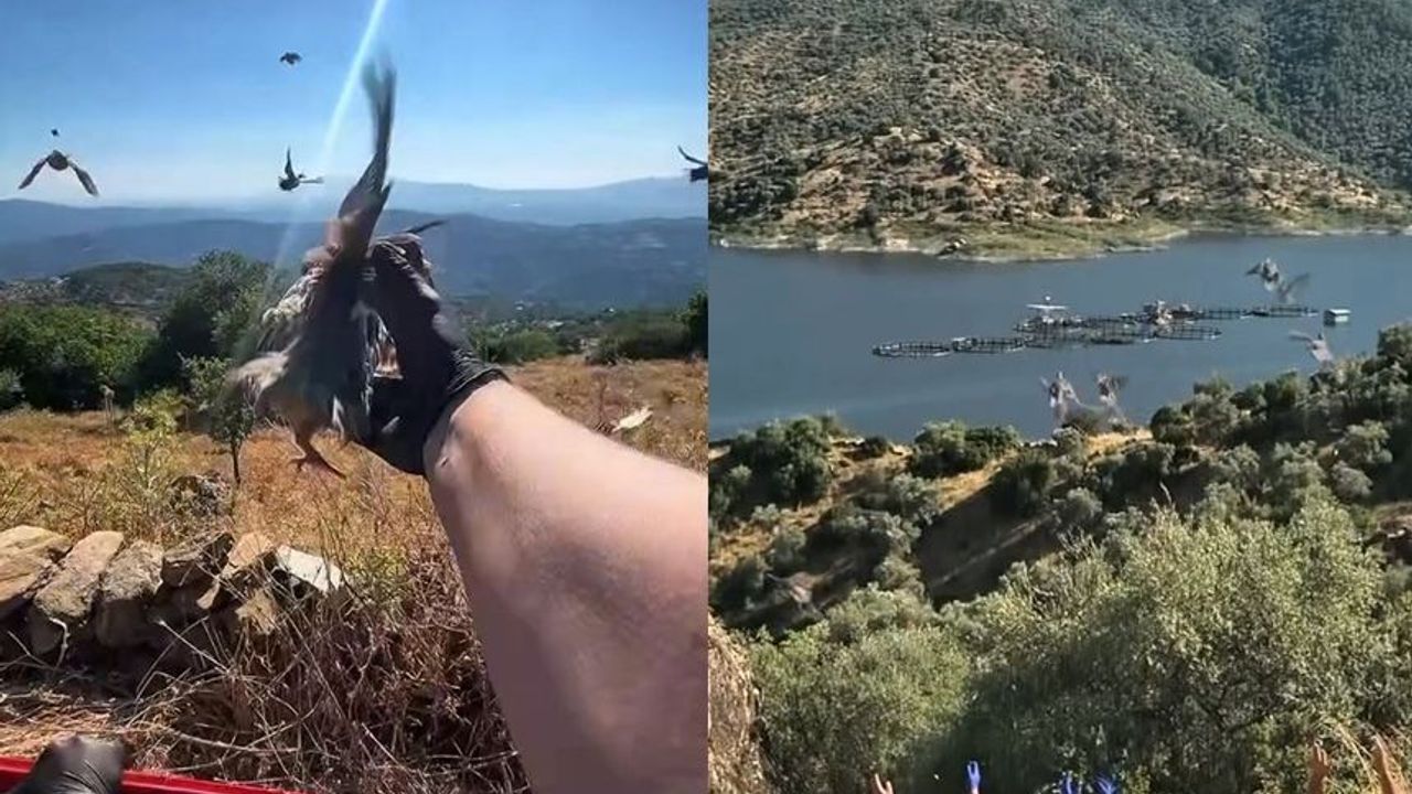 Aydın’da kınalı keklikler doğaya salındı