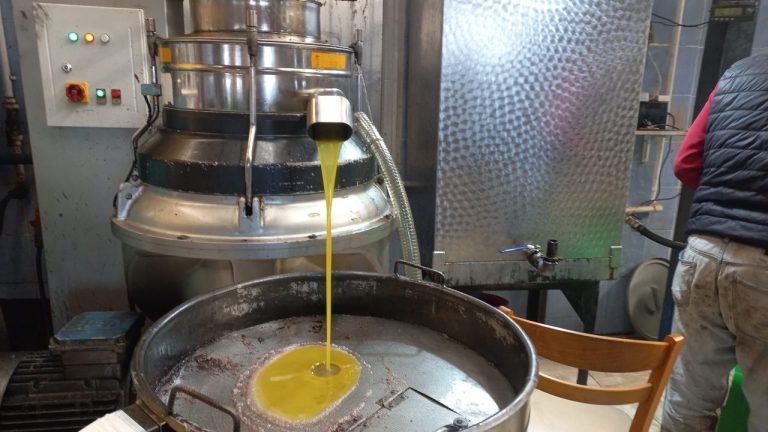 Aydın’da zeytin üreticisi hasat yapmaktan vazgeçiyor!