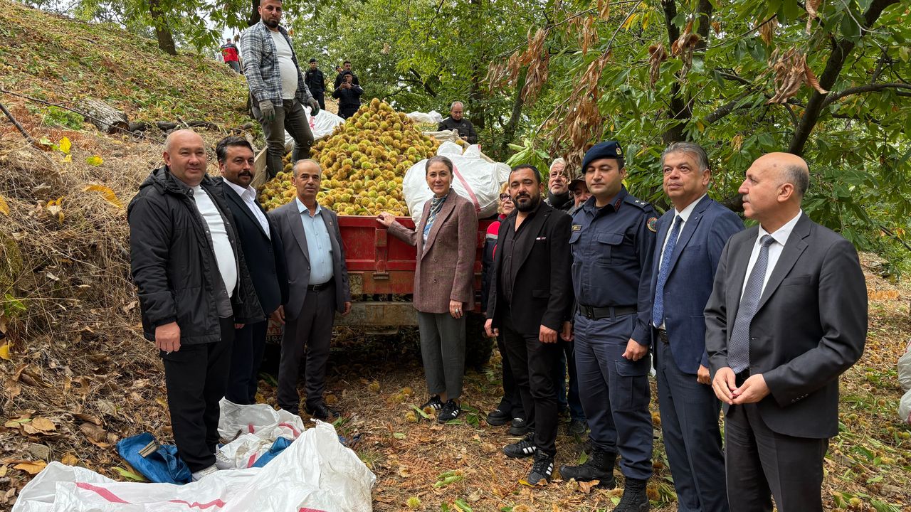 Nazilli’de geleneksel kestane hasadı yapıldı