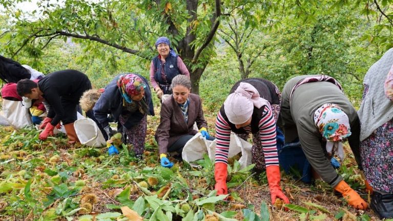 Nazilli kestanesinde hasat mesaisi! Kaymakam Kan Yaylapınar’da hasada katıldı