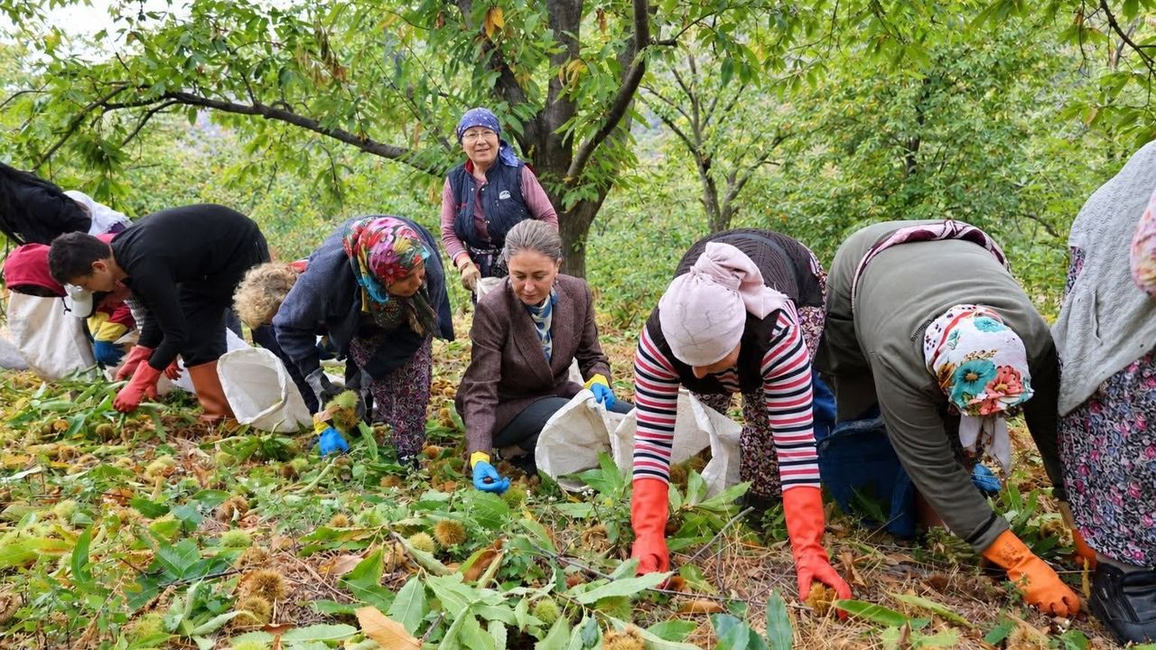 Nazilli kestanesinde hasat mesaisi! Kaymakam Kan Yaylapınar’da hasada katıldı