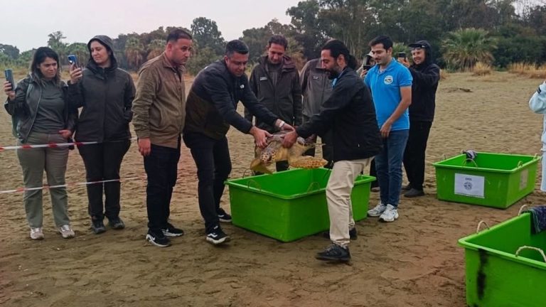 Tedavi edilen C. Carettalar denizle buluştu
