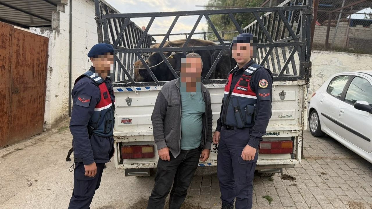 Koçarlı’da hayvan hırsızlığı operasyonu! Çaldığı hayvanları satan şüpheli tutuklandı