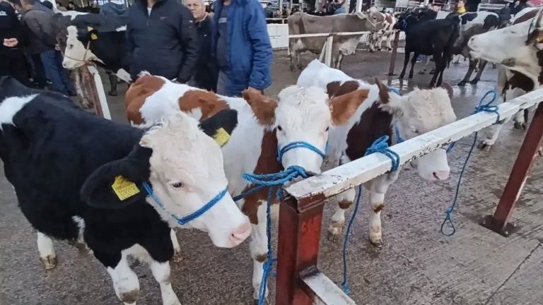 Nazilli'de belgesiz girişe izin yok!