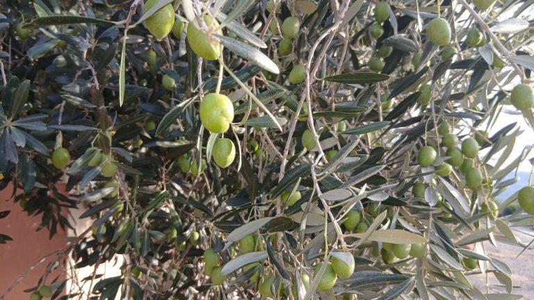 Karacasulu esnaf üretici zeytinciyi rahatlatacak reçeteyi açıkladı