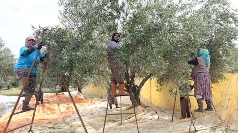 Aydın’da zeytin hasadı başladı.. Kadınların günlük yevmiyesi dikkat çekti
