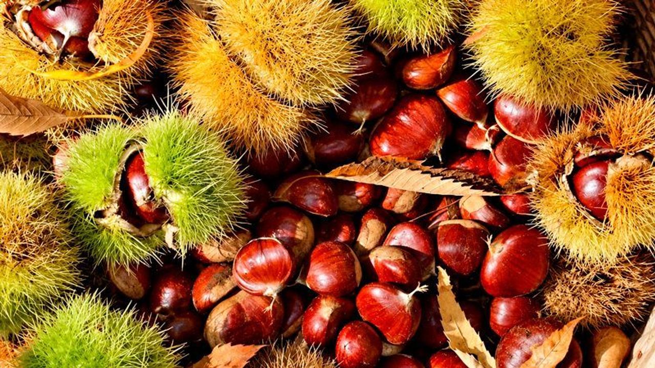 İlk kestane 600 liradan satışa çıktı