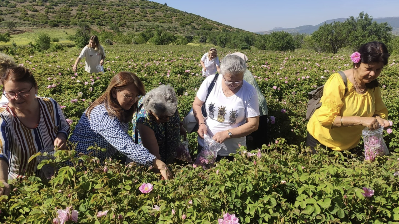 Isparta'da gülün kilo fiyatı 95 liraya yükseldi