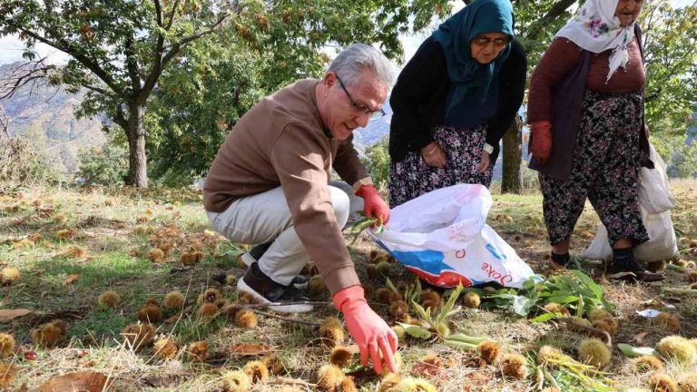 Başkan Tetik’ten kestane üreticilerine destek