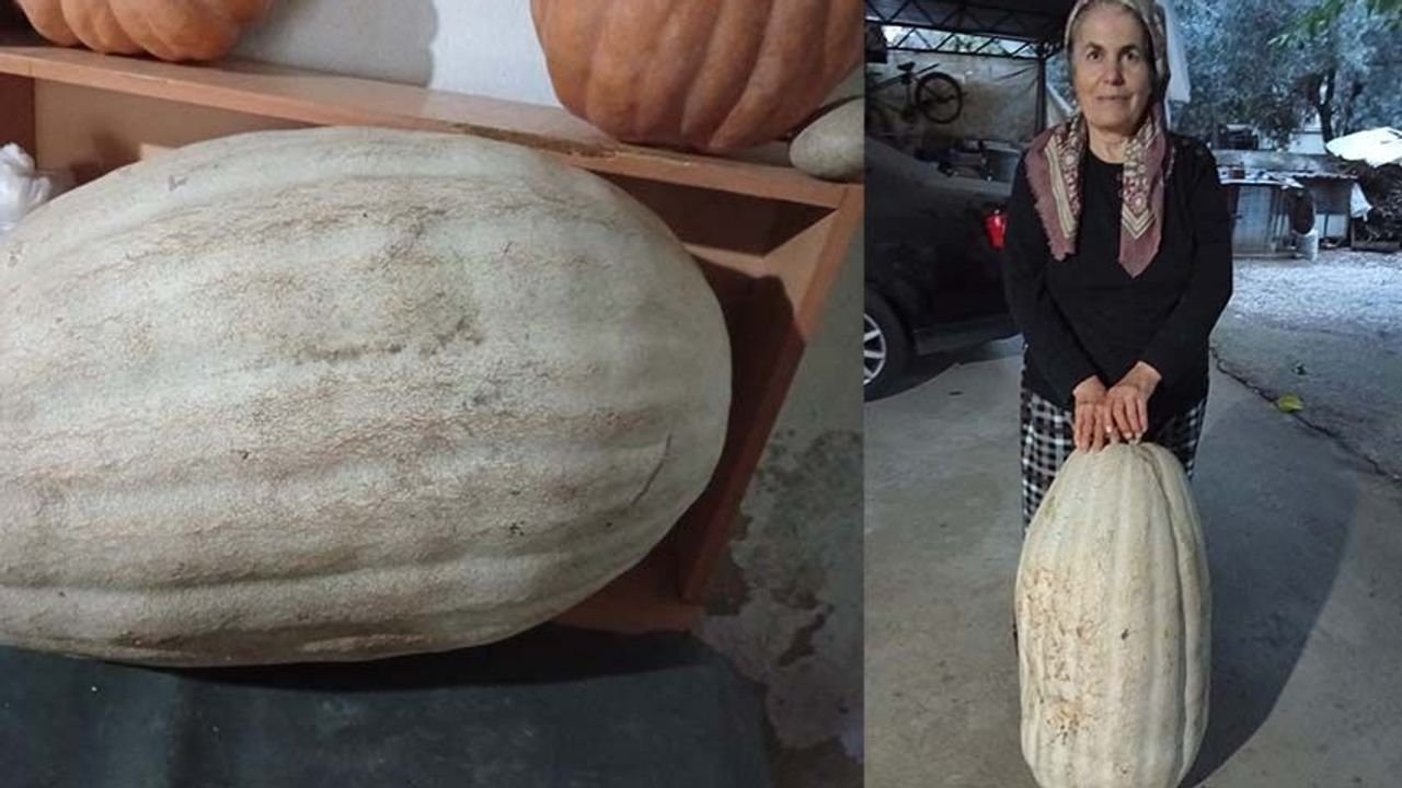 60 kiloluk dev kabak görenleri şaşırttı