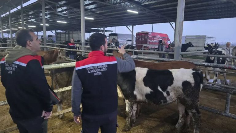 Aydın'daki hayvan pazarlarında denetimler sürüyor! Küpesiz ve belgesiz hayvanlara geçit yok