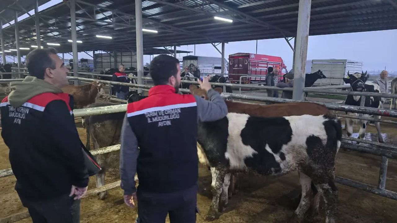 Aydın'daki hayvan pazarlarında denetimler sürüyor! Küpesiz ve belgesiz hayvanlara geçit yok