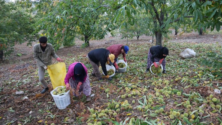 Aydın’da kestane mesaisinin ücreti belli oldu! Gözler rekolteye çevrildi