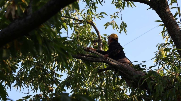 Aydın’da erkekler günlük 5000, kadınlar 2500 liraya bu işi yapıyor