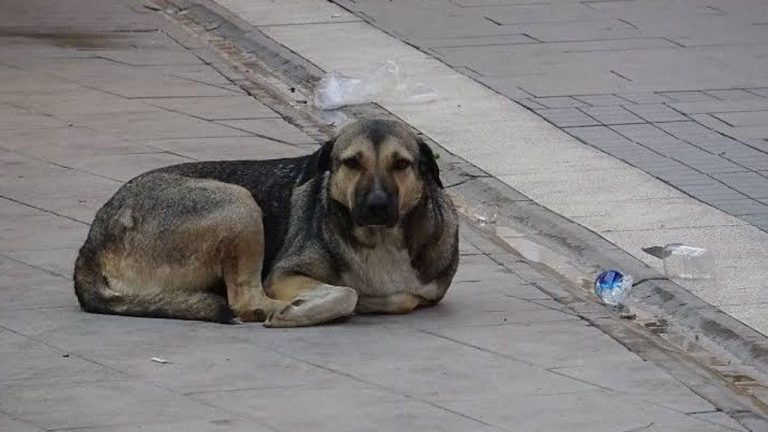 Bakan Yumaklı toplanan sahipsiz hayvanların verilerini açıkladı