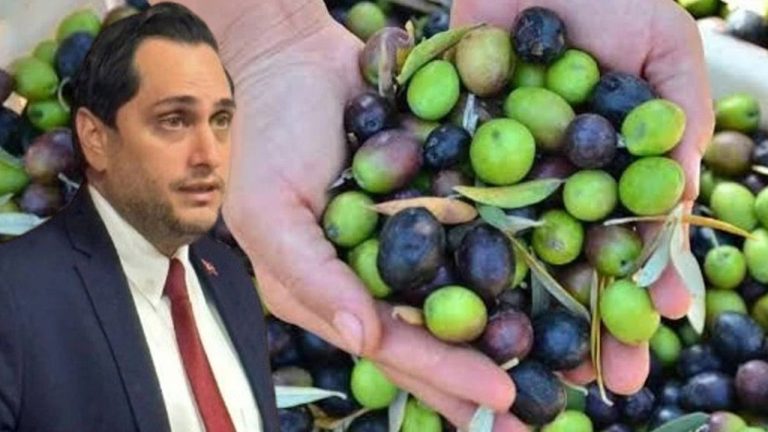 Aydın’da ürün bolluğu kazanç getirmedi! TAGİAD Başkanı Koca’dan zeytin için acı rapor