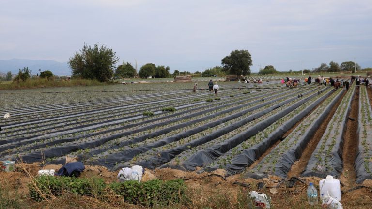 Aydın'da çilek sezonu yeniden başladı