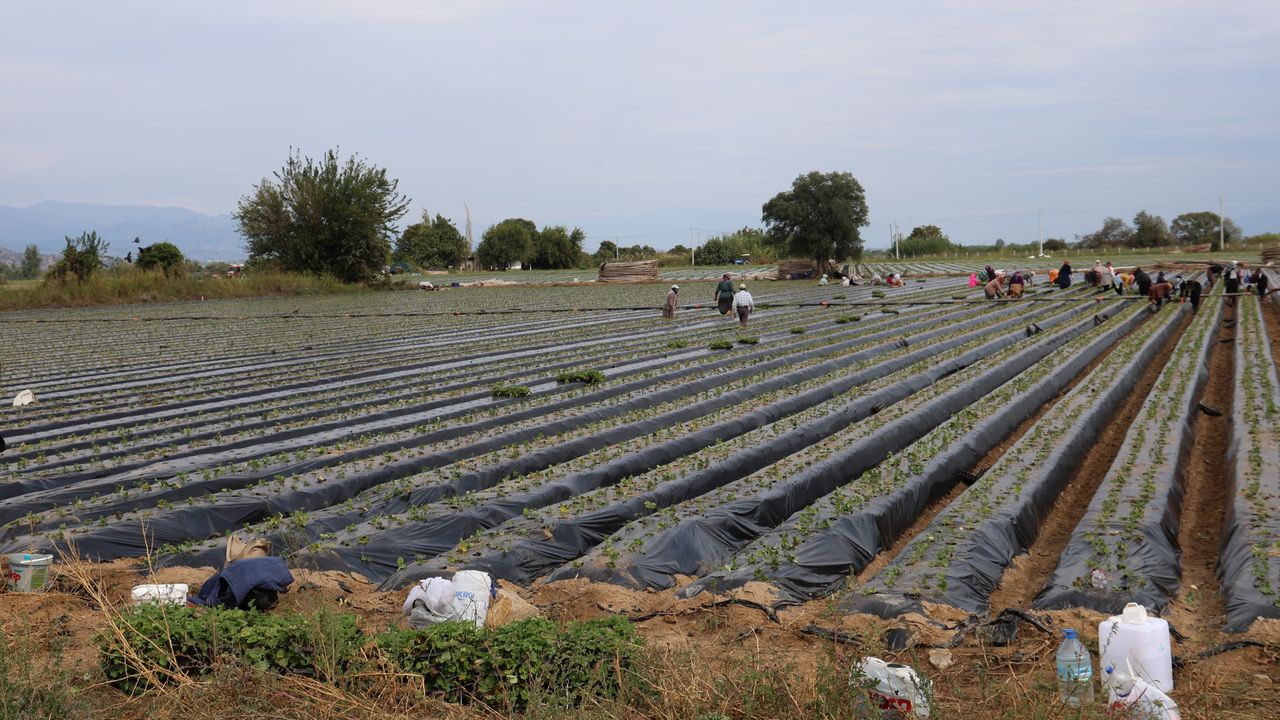 Aydın'da çilek sezonu yeniden başladı