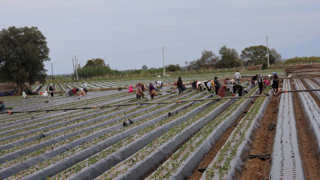 Aydın’da çilek üreticisi tarlaya indi