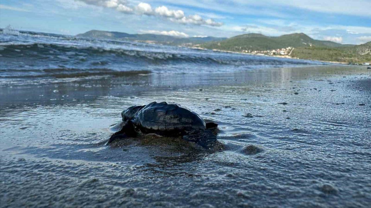 Aydın’da Caretta carettaların yavru çıkışları tamamlandı