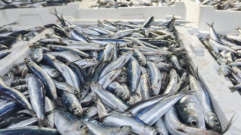 Didim'de su ürünleri avcılığına sıkı denetim