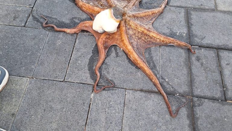 Kuşadası’nda amatör balıkçıya büyük sürpriz!