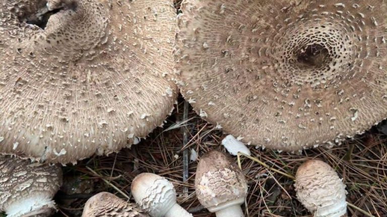 Nazilli’de devasa mantar sürprizi: Şemsiye gibi büyüdü