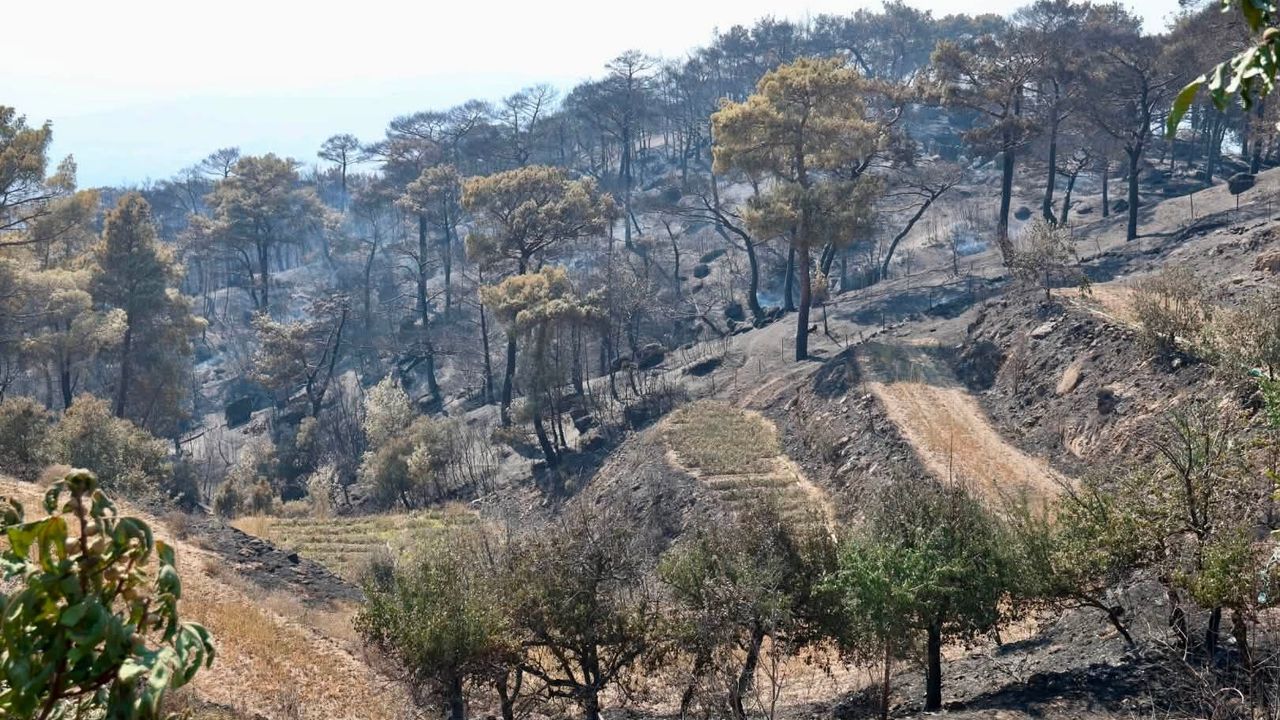 Kavşit Yaylası yeniden yeşerecek