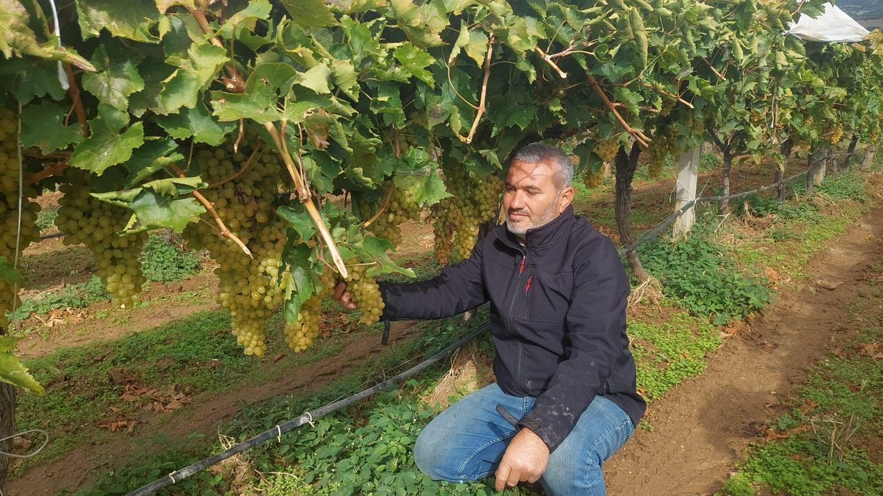 Binlerce ton üzüm örtü altında bekliyor