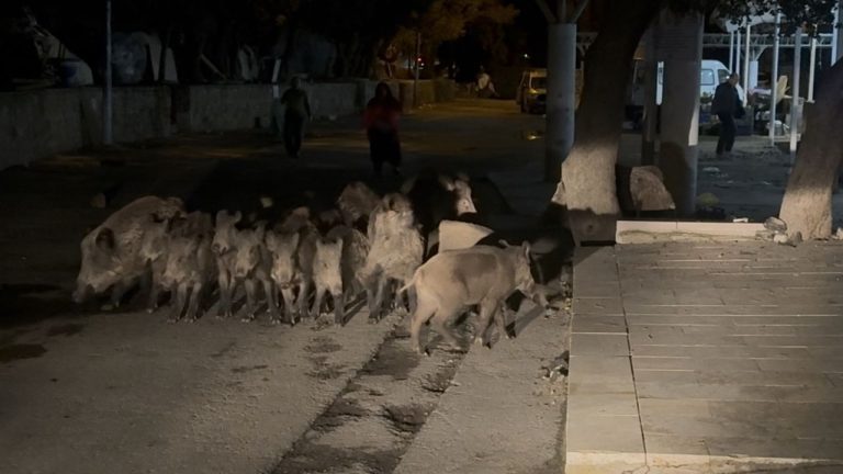Domuz sürüsü mahalleye indi