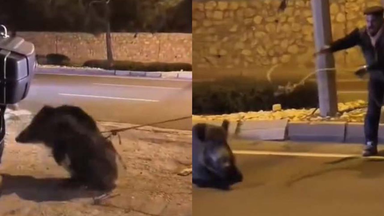 Söke’de yaban domuzunu iple yakaladı