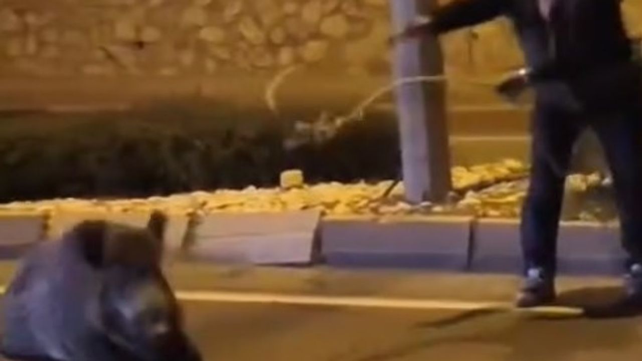 Aydın'da kementle yaban domuzu yakalandı