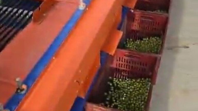 Didim’de dane zeytin fiyatları açıklandı