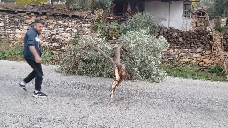 Karacasu’da şiddetli rüzgar ağacı yola devirdi