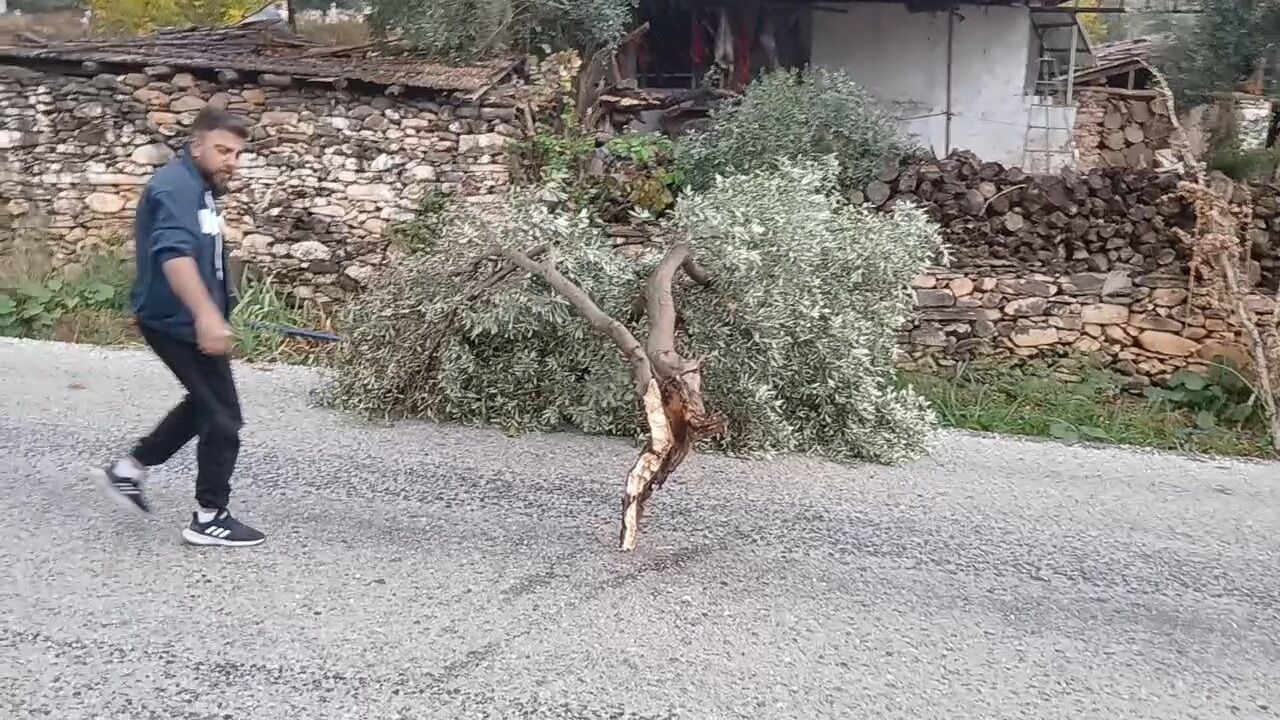 Karacasu’da şiddetli rüzgar ağacı yola devirdi