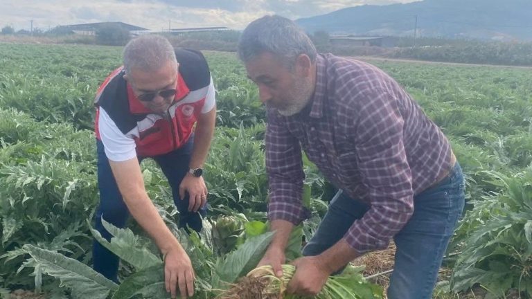 Enginar hasadına geri sayım başladı